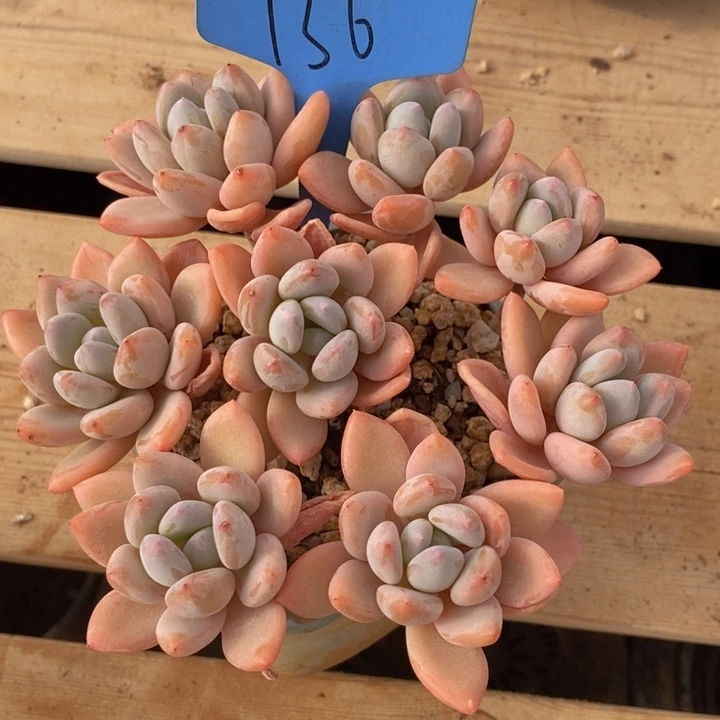 我就去看看这场直播