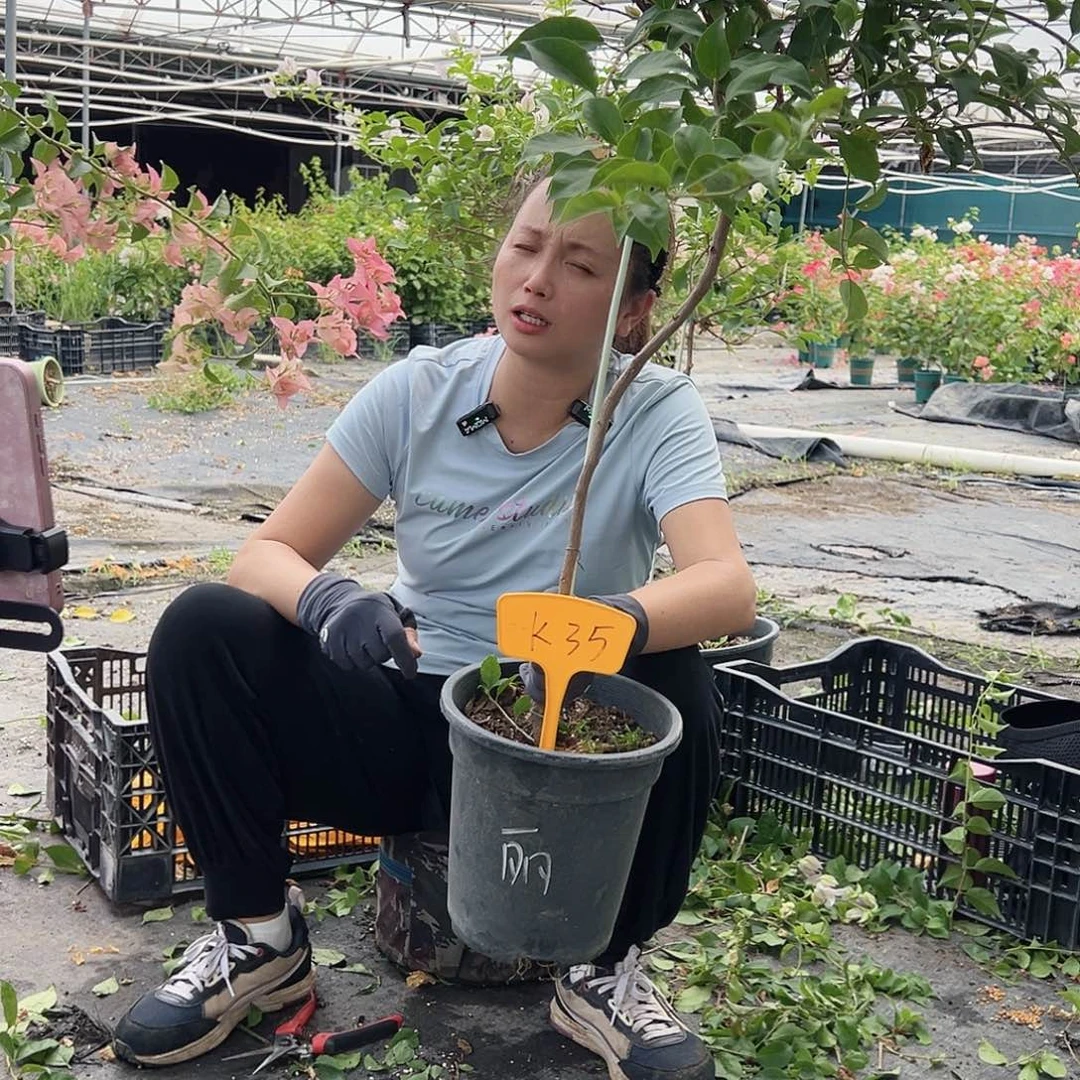 小***戏当前无花栽培后可以开花K35雪紫