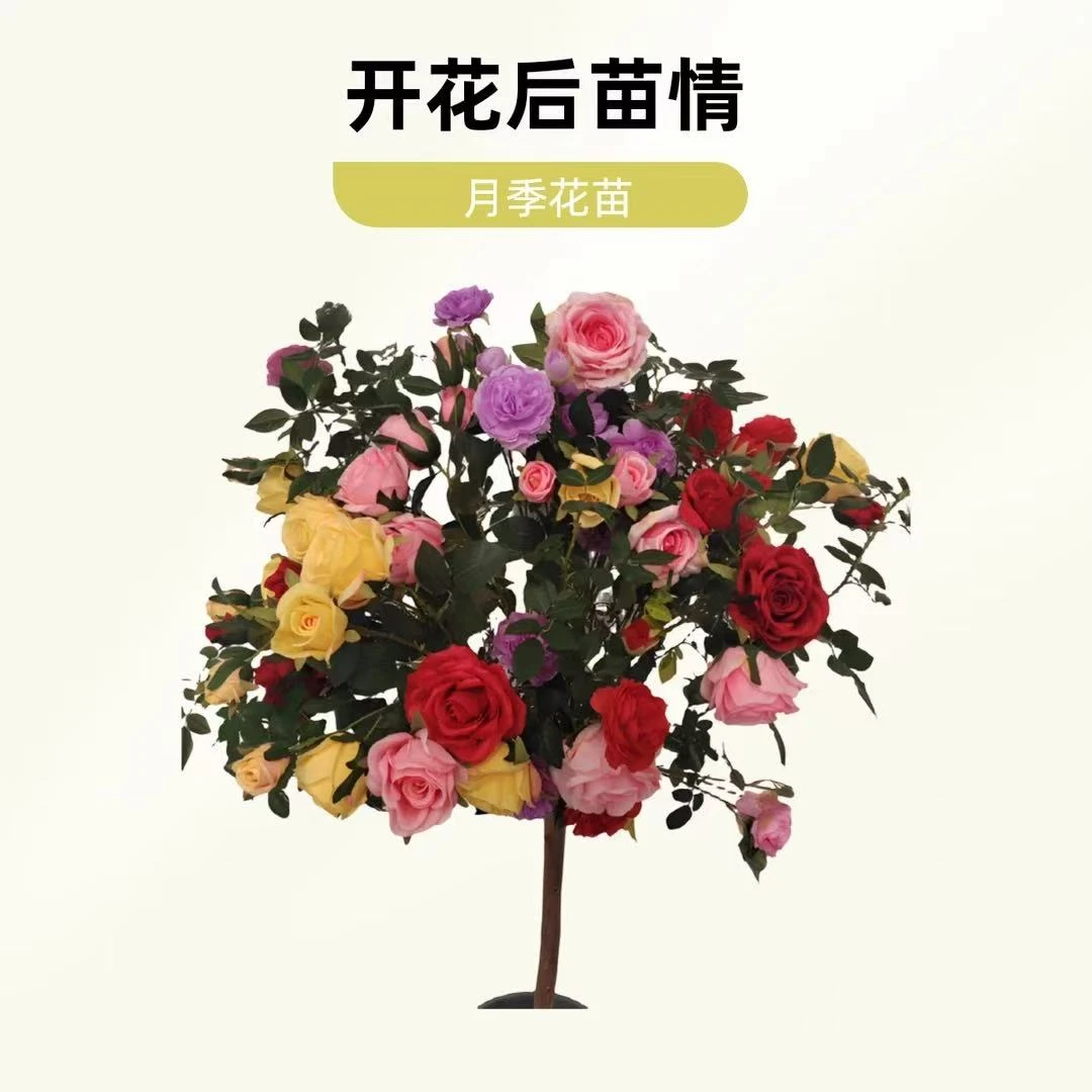 7大花棒棒糖树桩月季花树苗老桩浓香型四季开花庭院美化