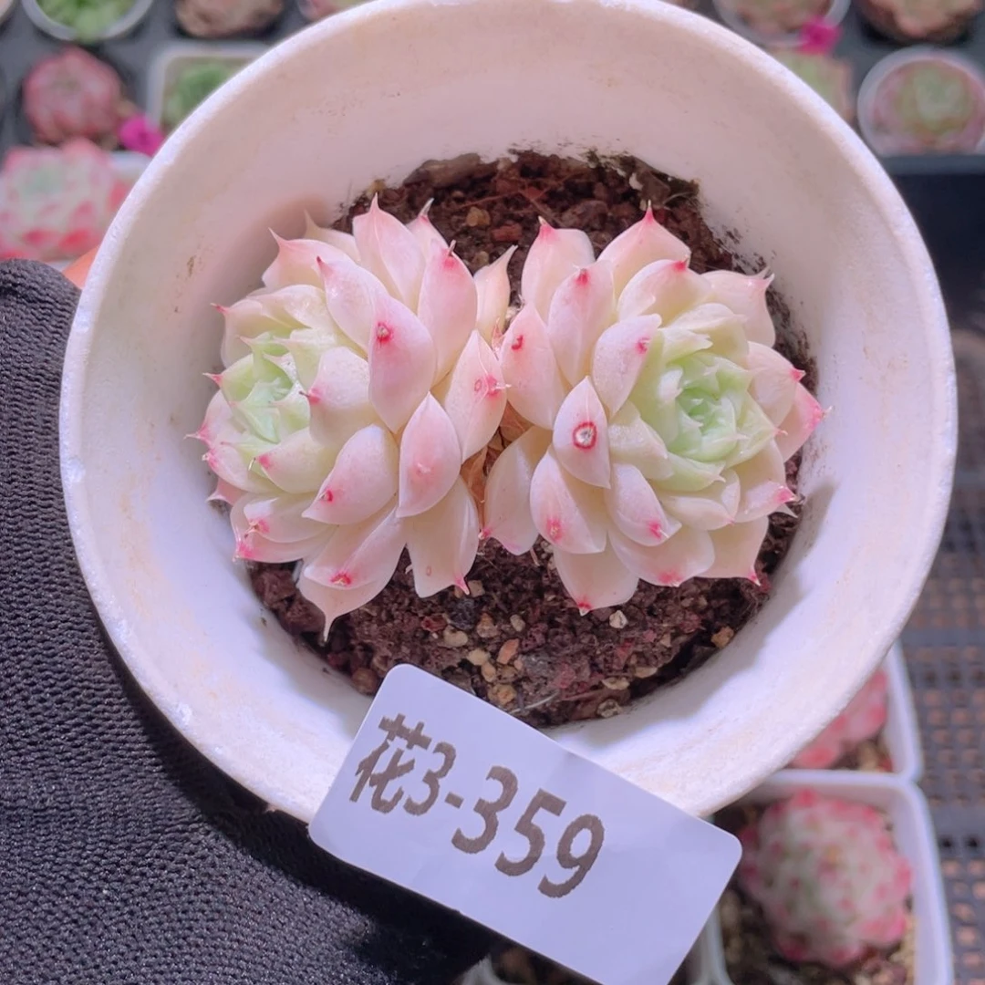 花利美3-359女王玫瑰