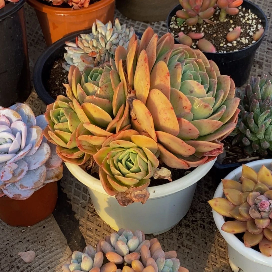 快**囚48包邮一物一拍多肉植物