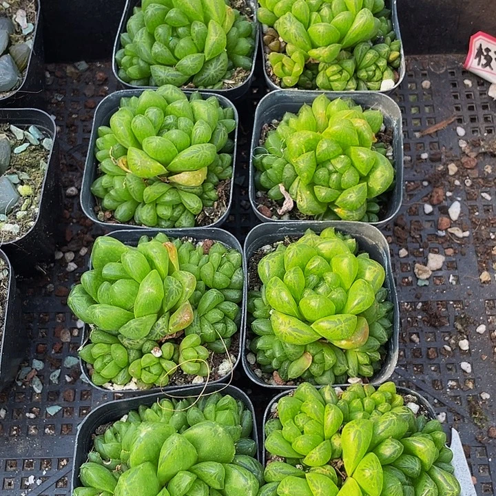 草玉露群带盆土发