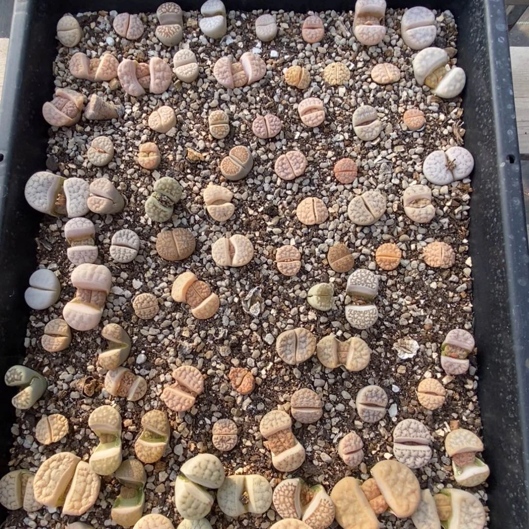 郑***郑0455 生石花混合脱土发货