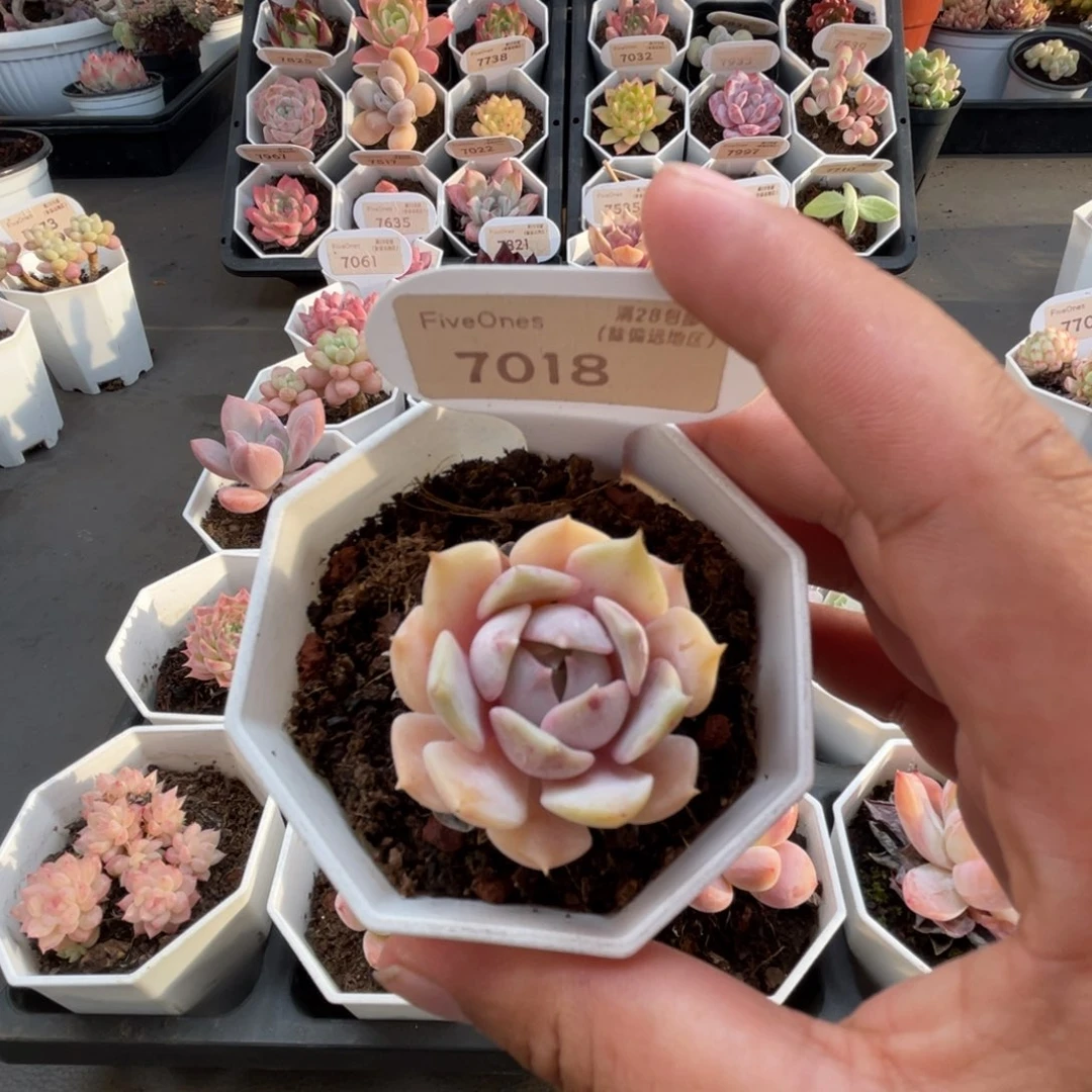 7018露娜莲4.0厘米