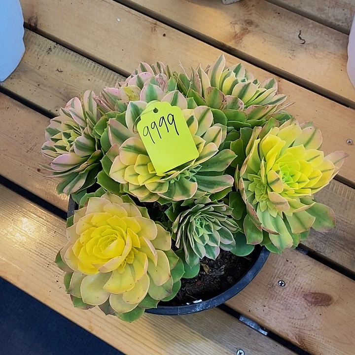 9999多肉植物中奖