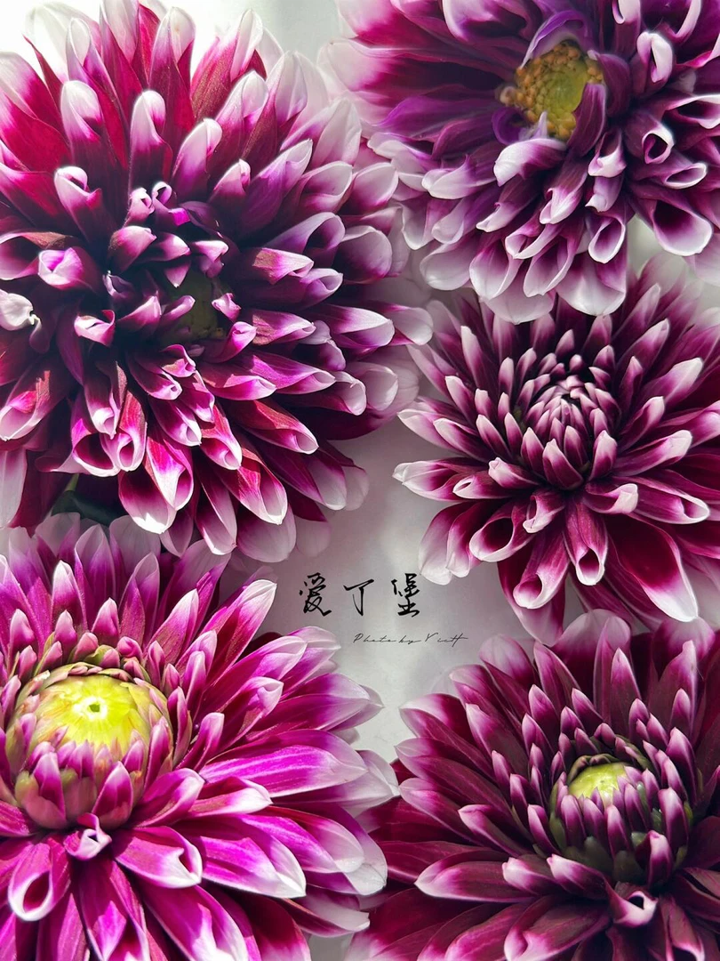 福利（爱町堡）进口重瓣大丽花多年生包对版盆栽地栽