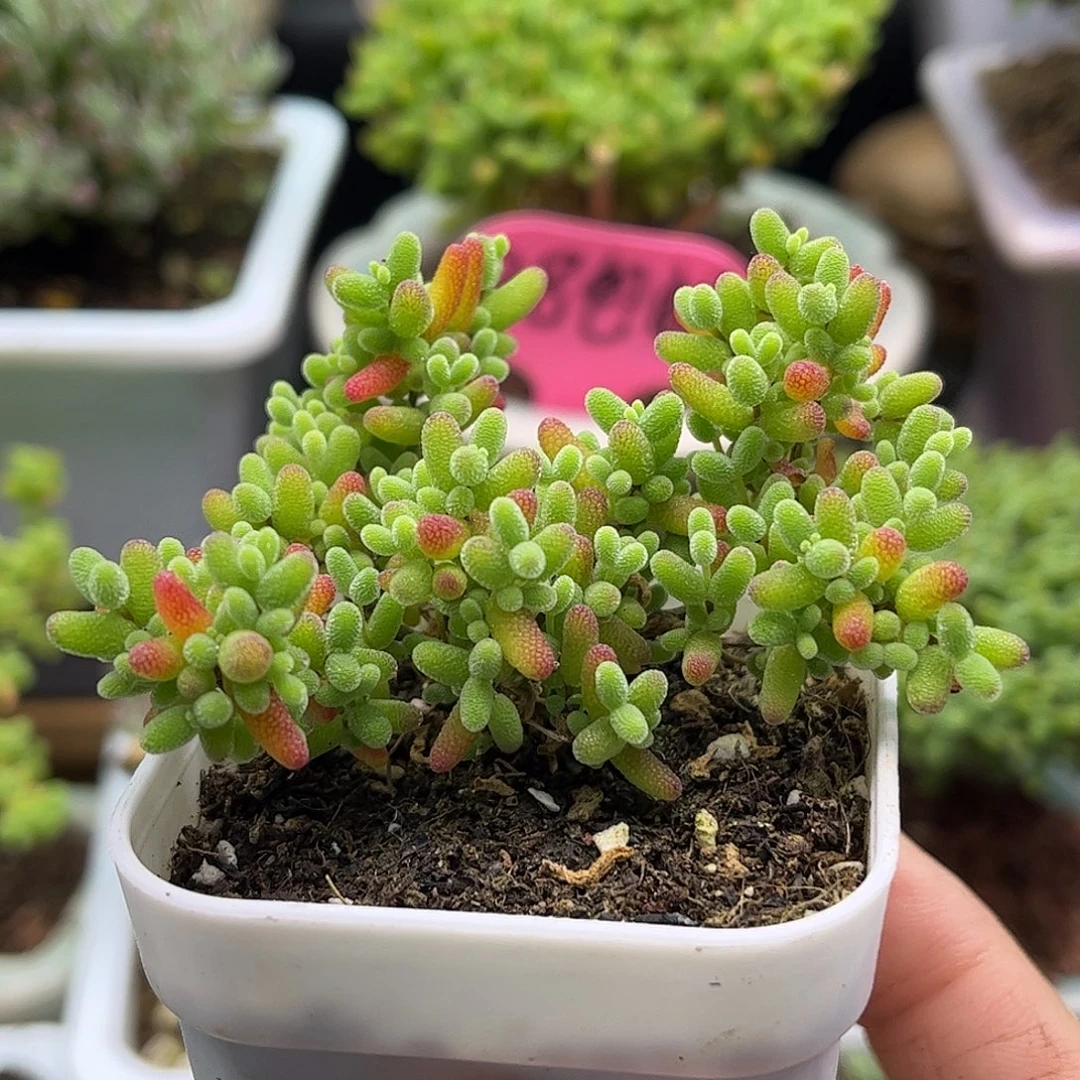 蜜桔枝干番杏优秀