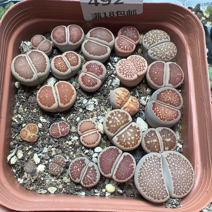 【闪购商品】 492。