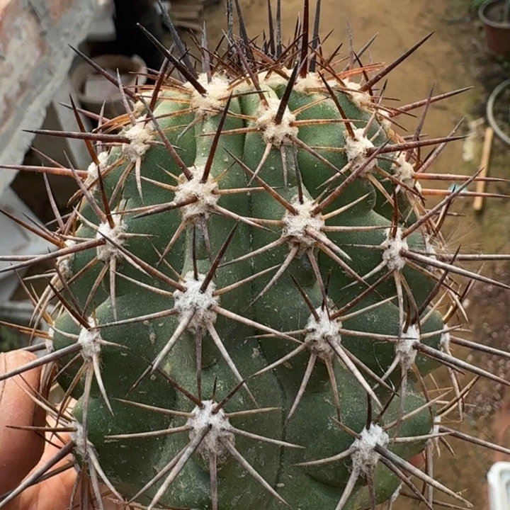 舞龙丸有根6666666