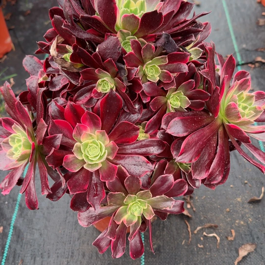 蓝*花5908多肉金丝雀多肉多肉