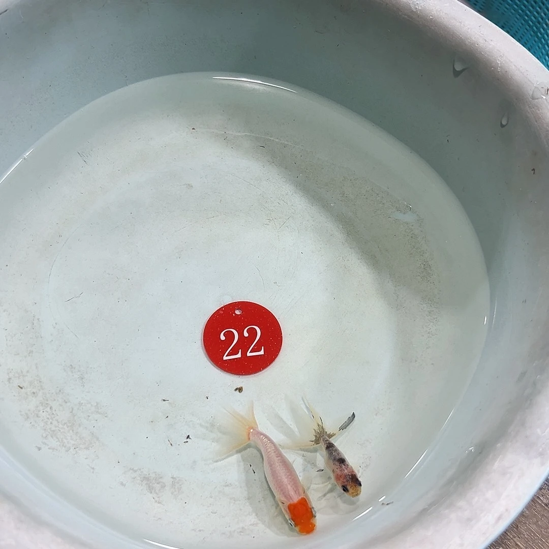 强***3海水宫鹅50。丹凤25