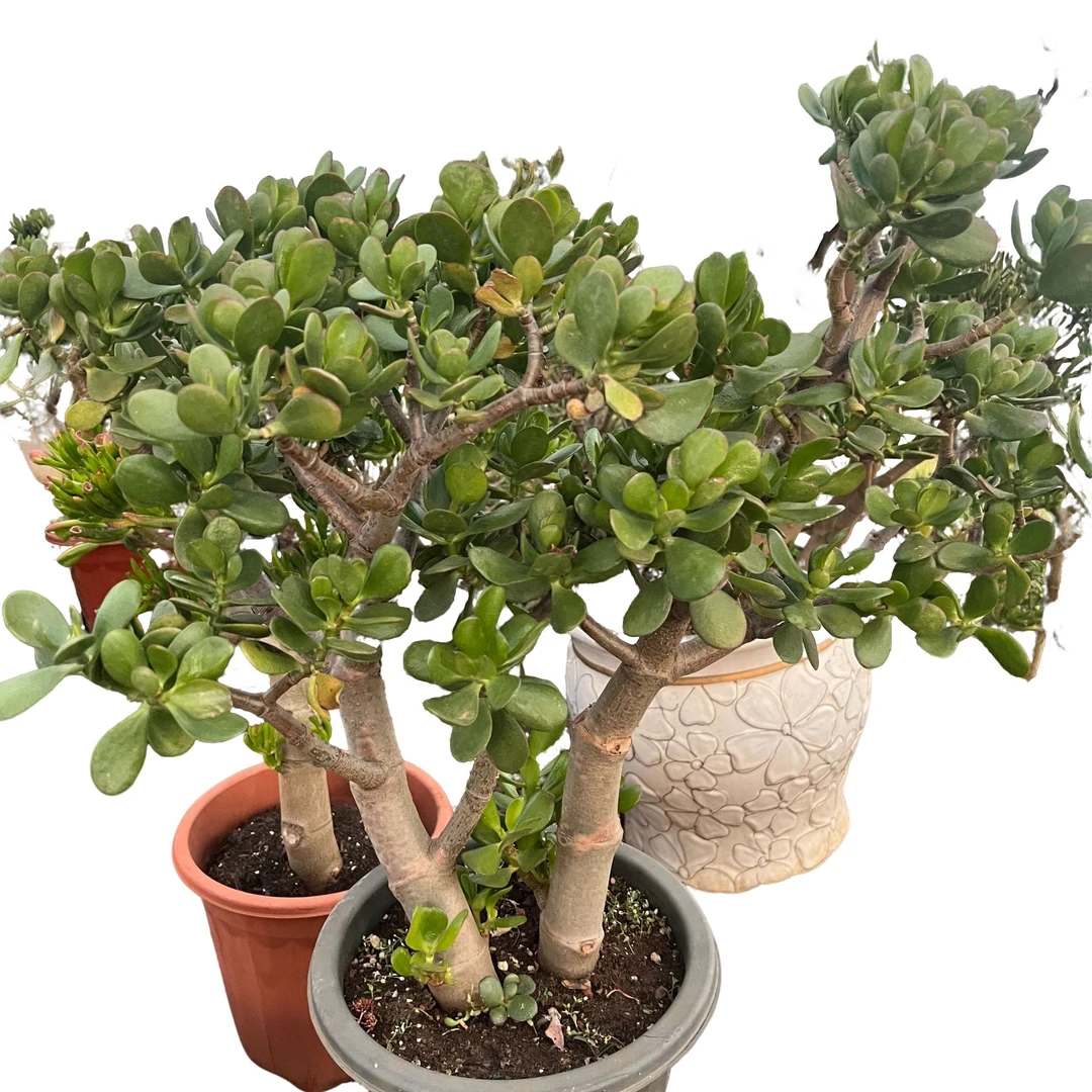 精品多肉绿植  老桩玉树