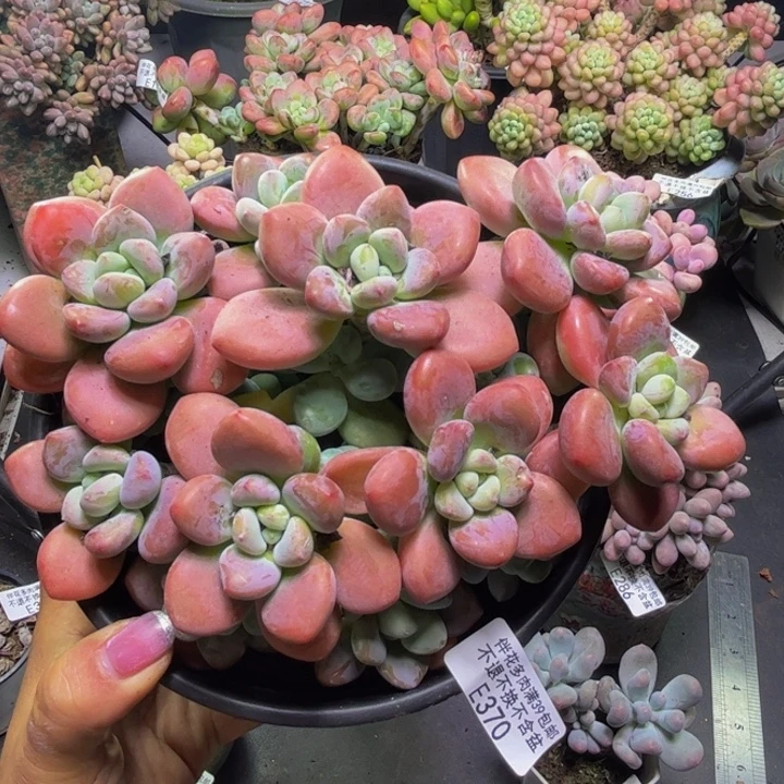 樱花洛神370/17cm多肉