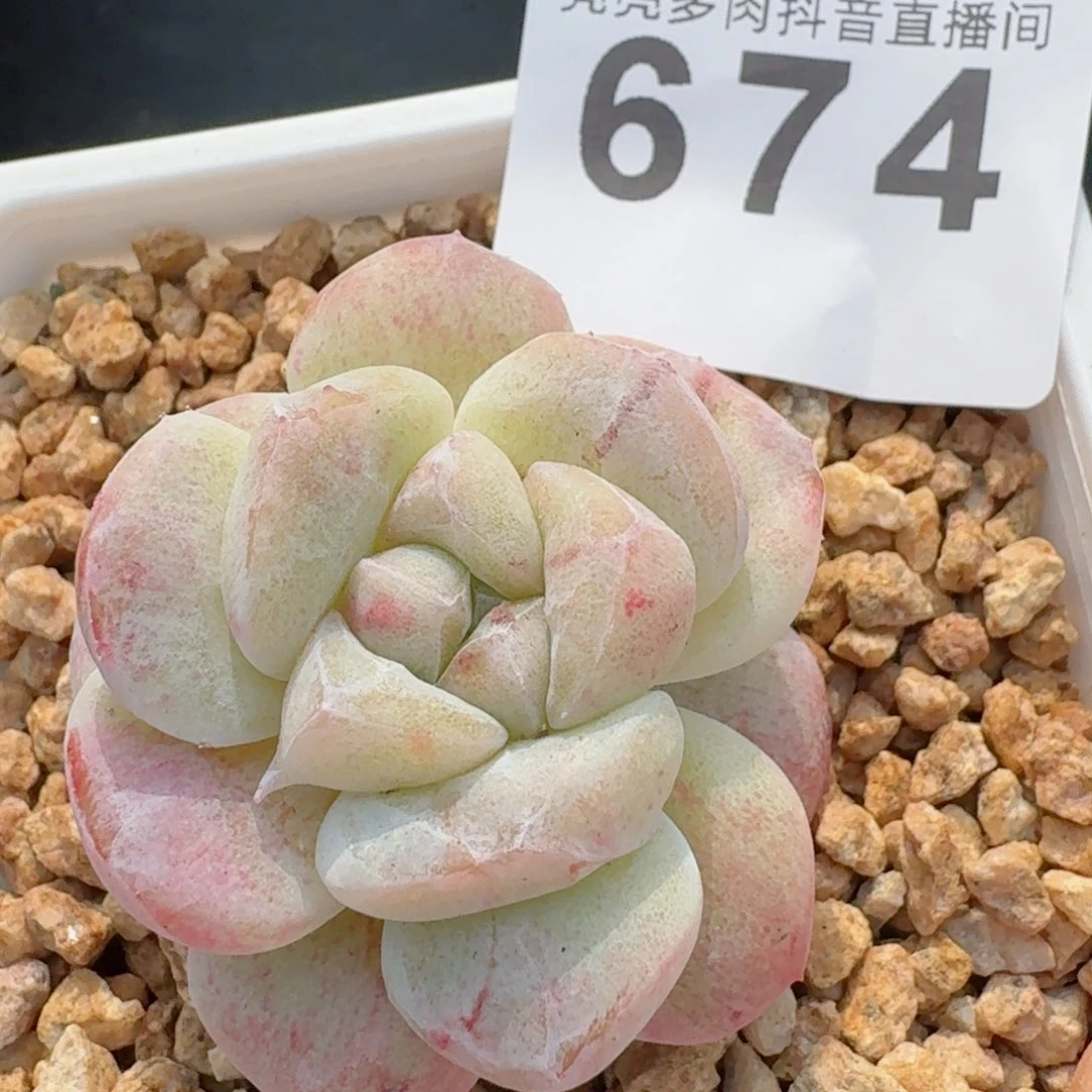 石化冰玉         精品多肉