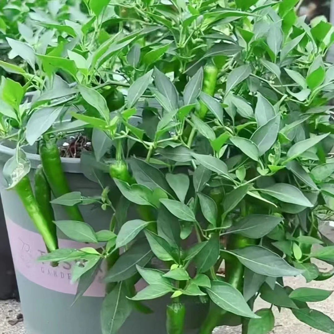 正宗樟树港辣椒苗早熟秧苗正品辣子薄皮香辣青椒苗种子尖椒苗带土