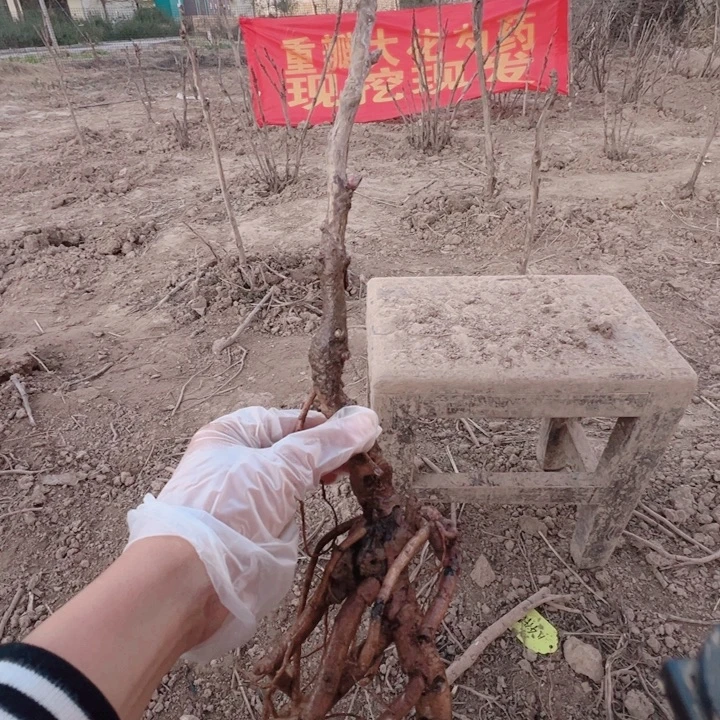 当前无花栽培后可以开花花王