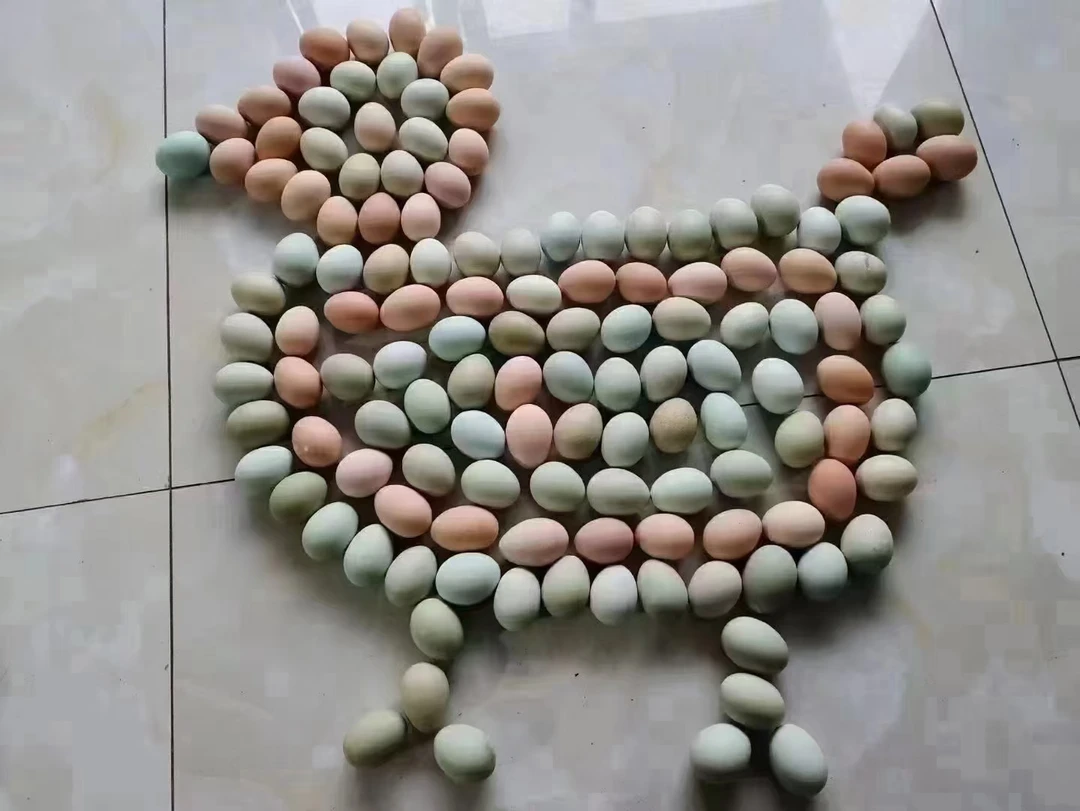 自己屋里养的土鸡蛋