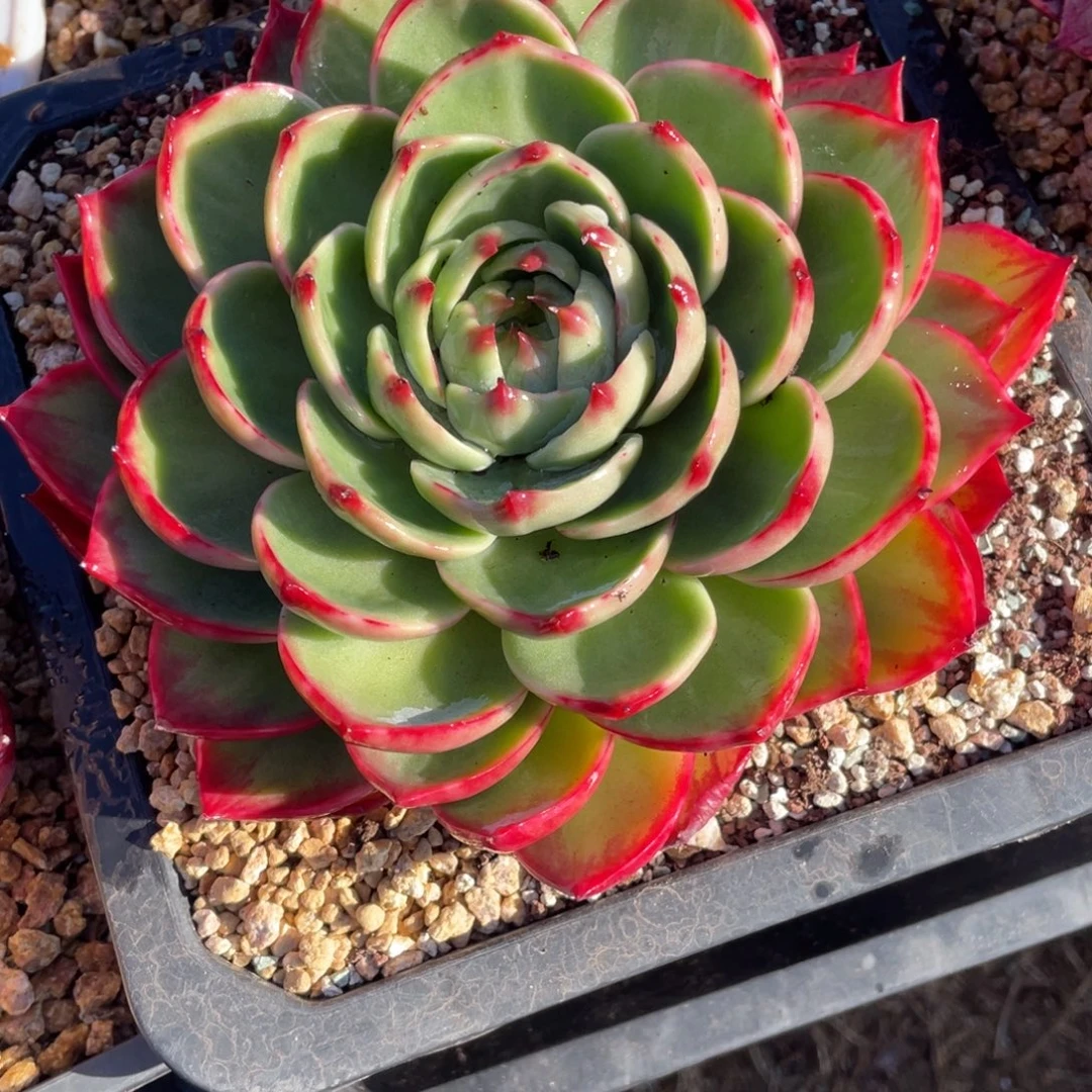 惊鸿仙子冠服19左右