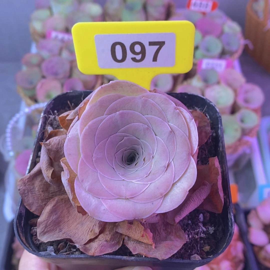 山地玫瑰一物一拍097