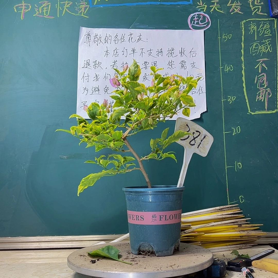 当前无花栽培后可以开花金边浅紫381