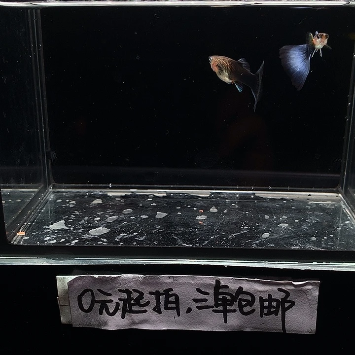 孔雀鱼紫礼服一对