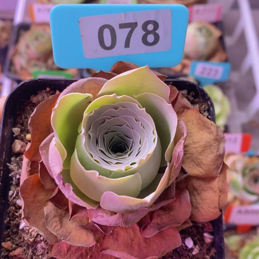 蕾丝玫瑰一物一拍078 裸根发