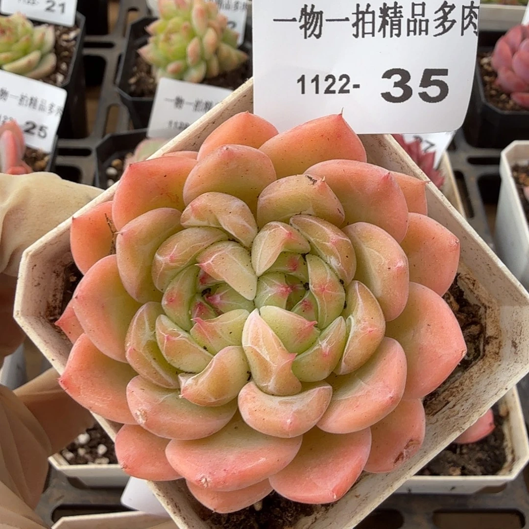 1122-35单颗多肉，