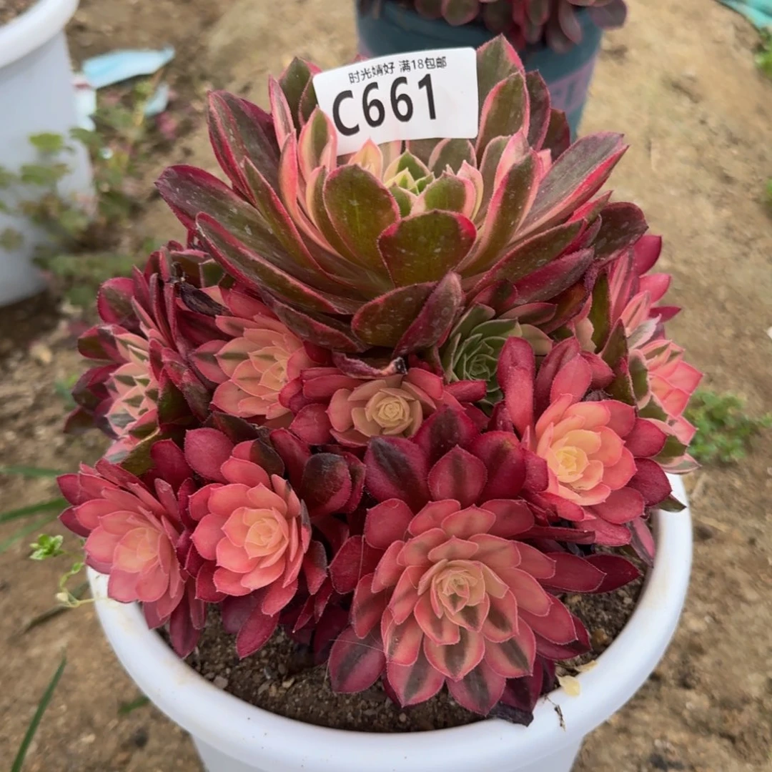 米**…661黑魔锦寄养到秋