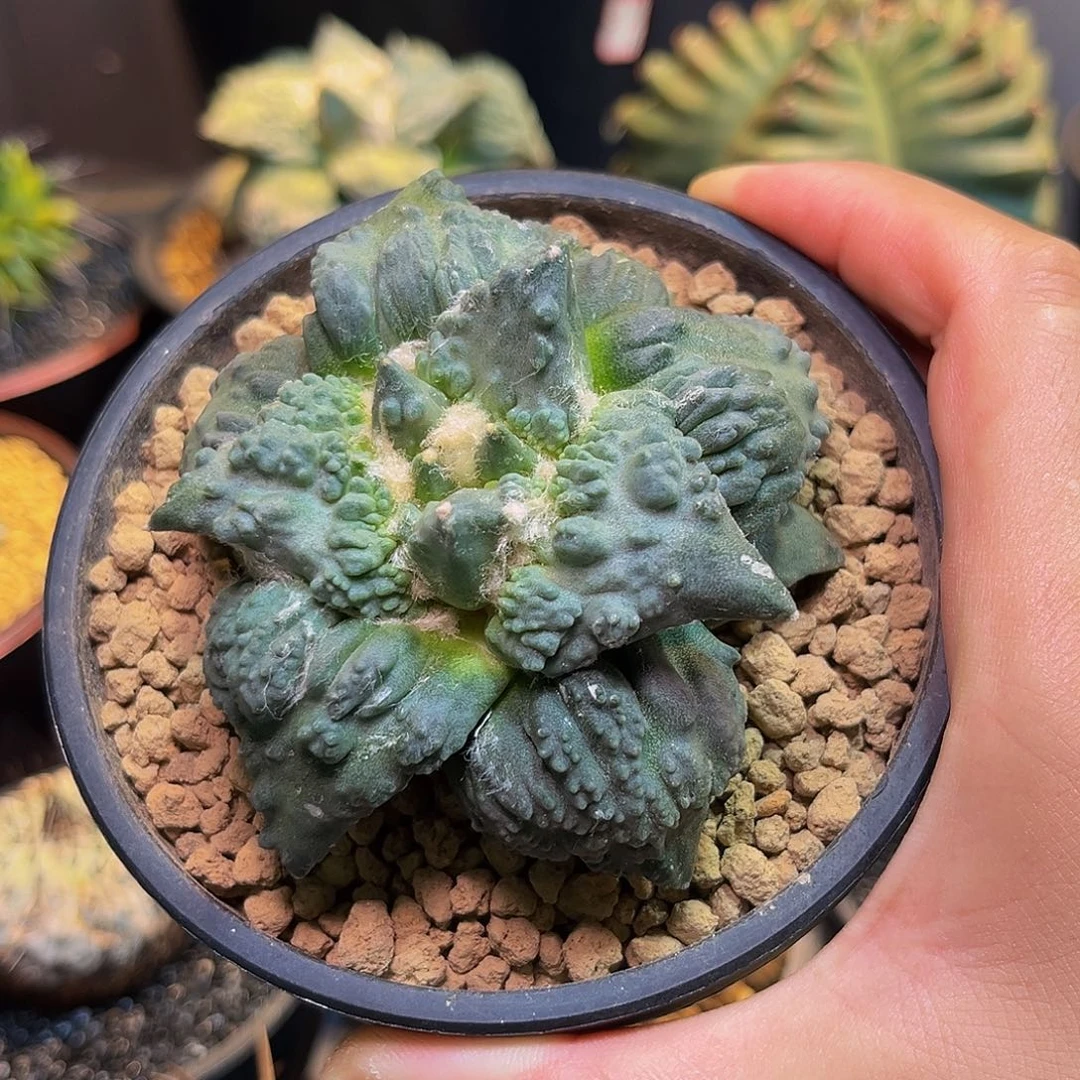 新品怒Zzzzzzzzzzzxzzzz