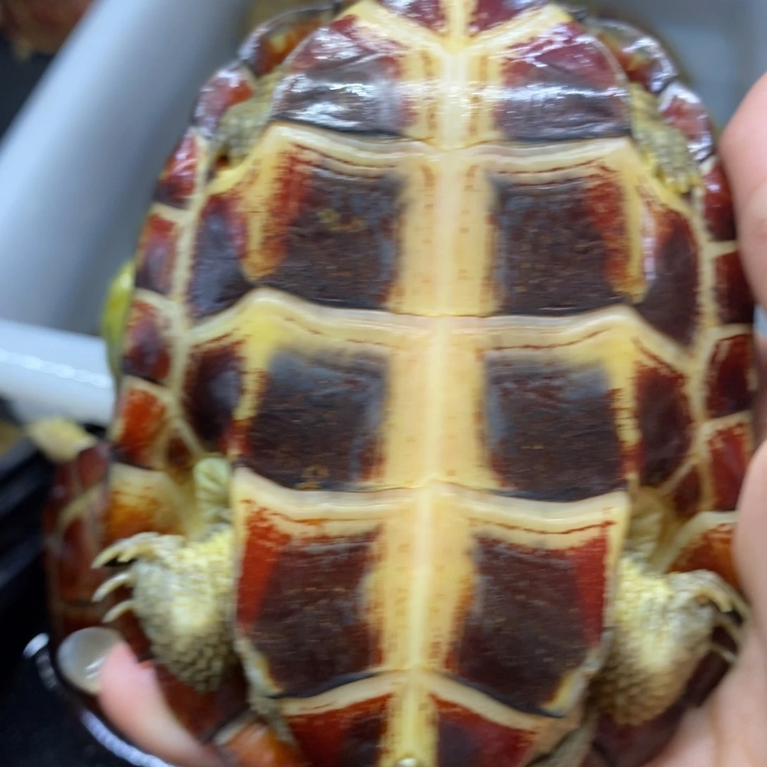 顺***我母绿毛龟10.7cmeffdggff