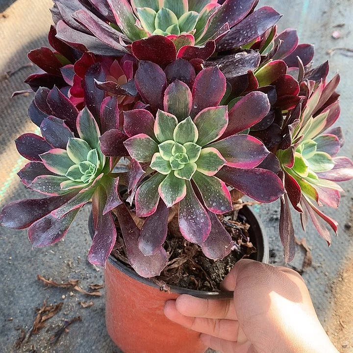 809金丝多肉植物