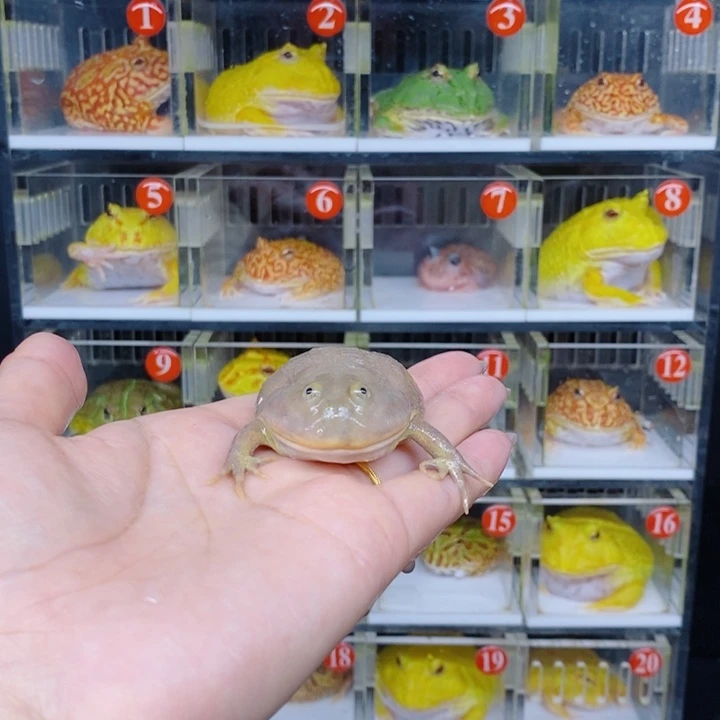 角蛙恭喜发财大吉大利