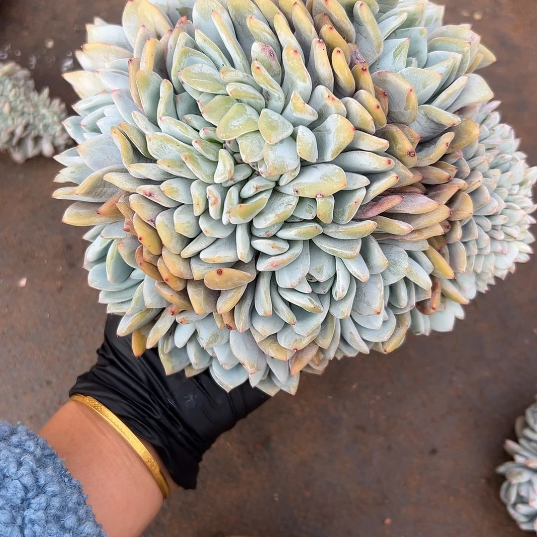 肉*嘟肉嘟嘟00000000000