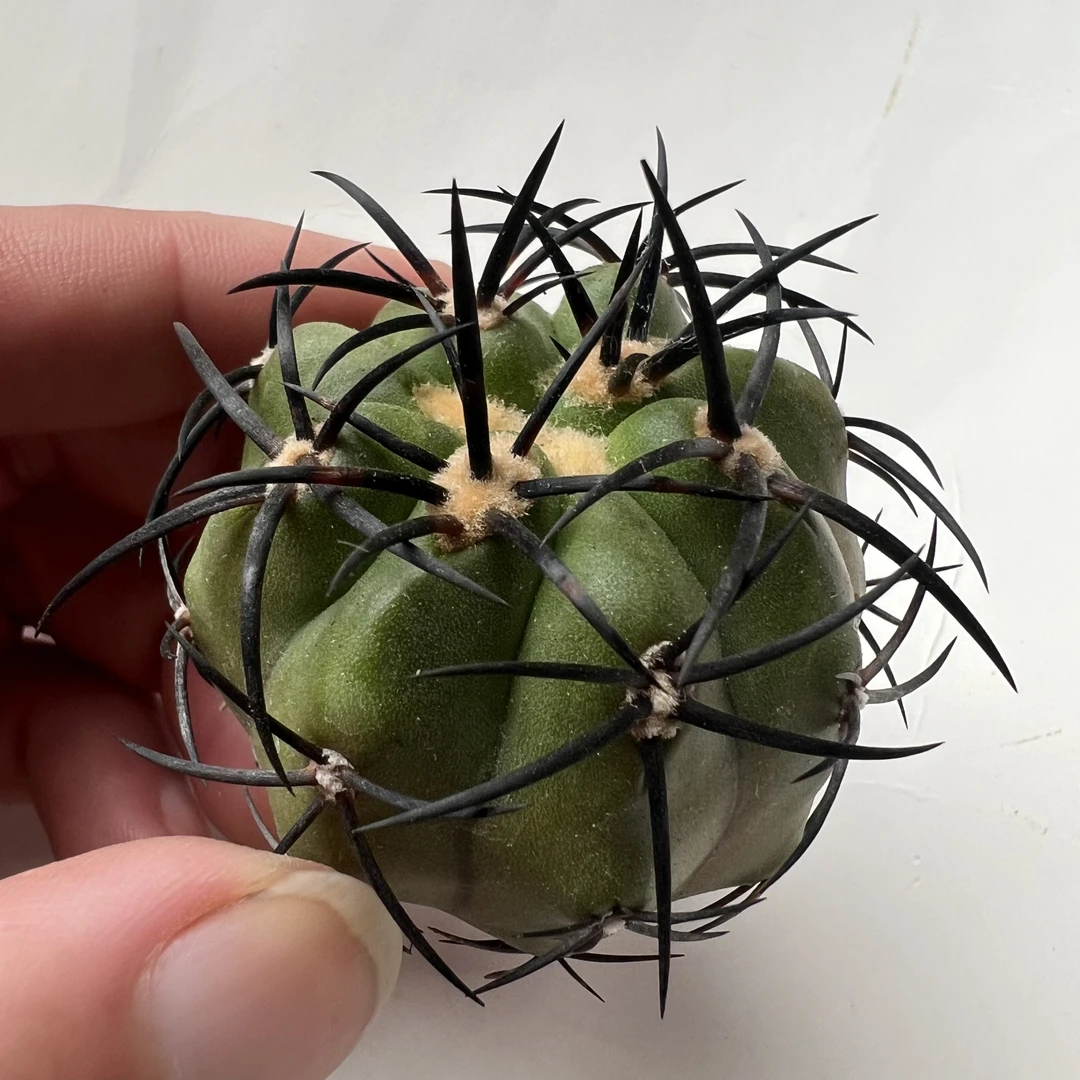 选拔龙爪黑豪刺爆龙丸仙人球多肉植物防辐射适合阳台桌面绿植盆栽