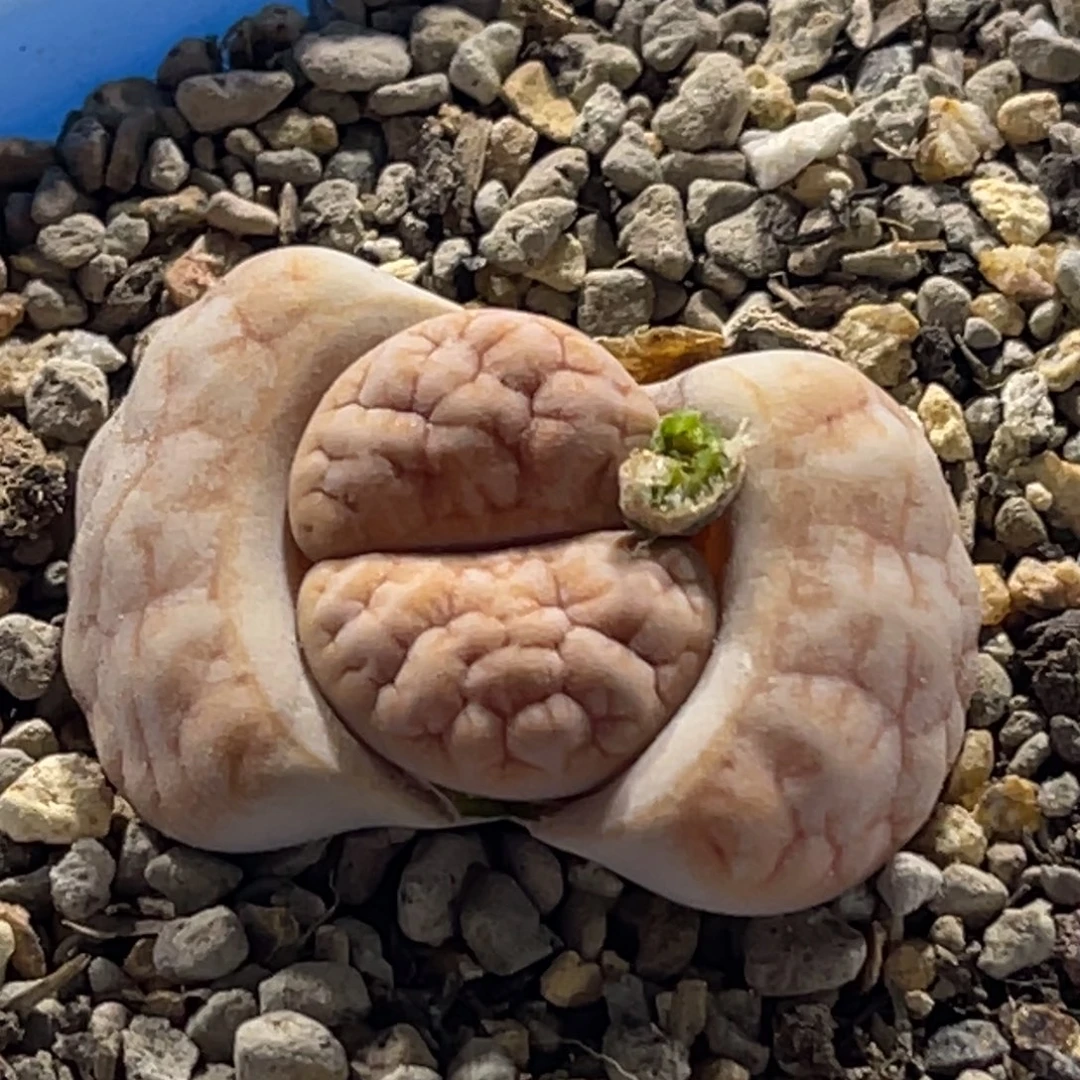 6834凹凸铁189一颗