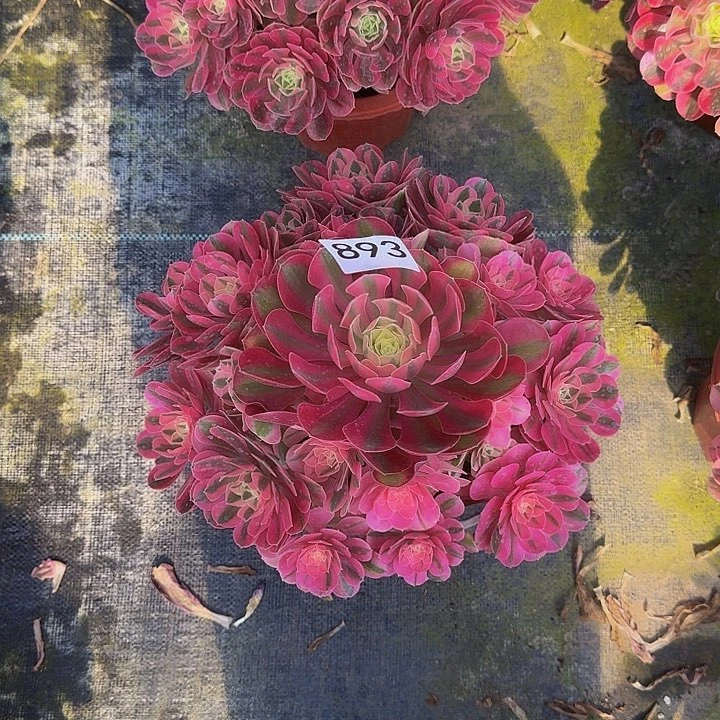 0000000000000893女巫