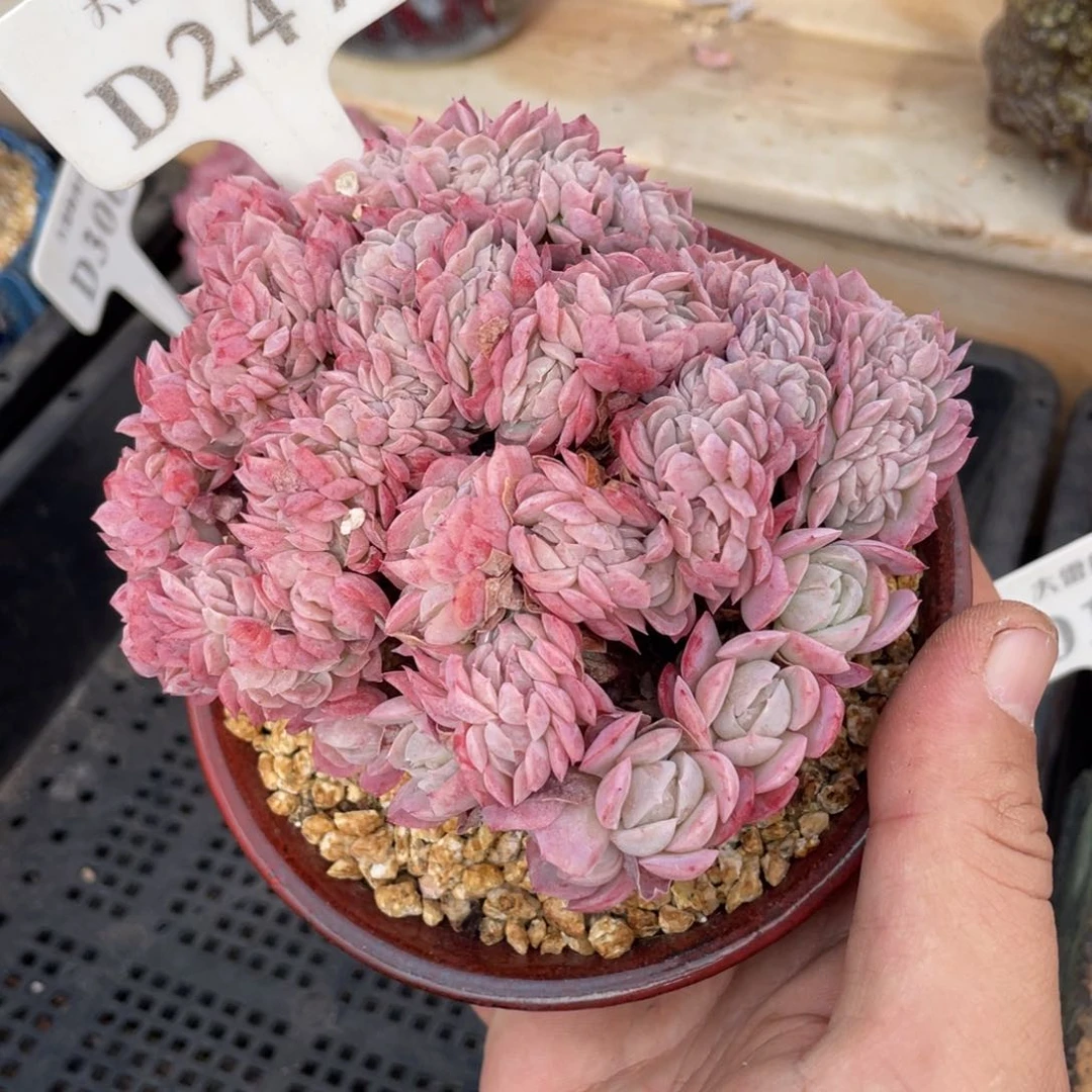 247贝瑞缀不带盆12厘米