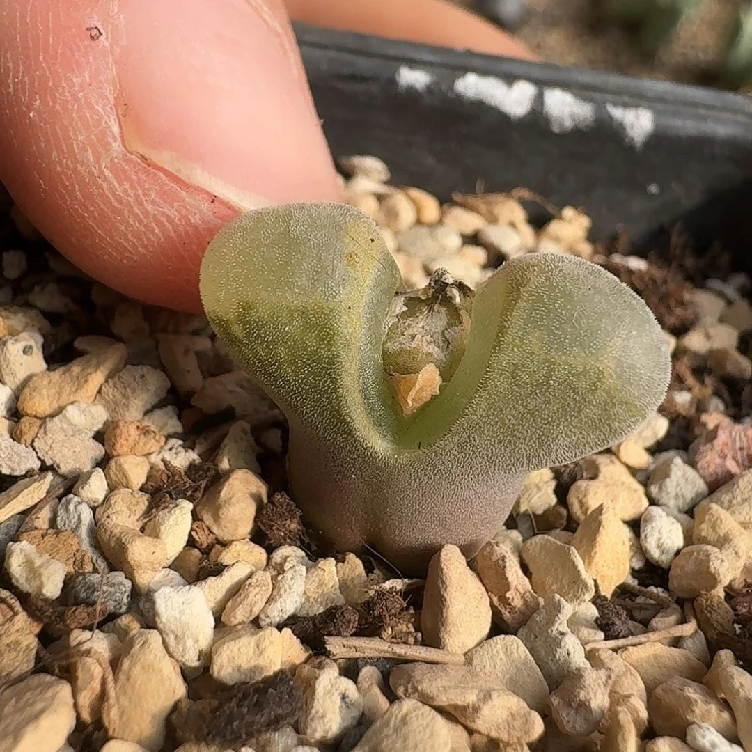 A807冰风铃杂交母本