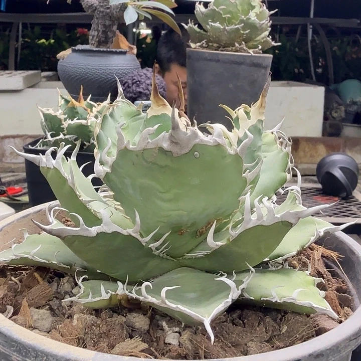 野二55555555555555555