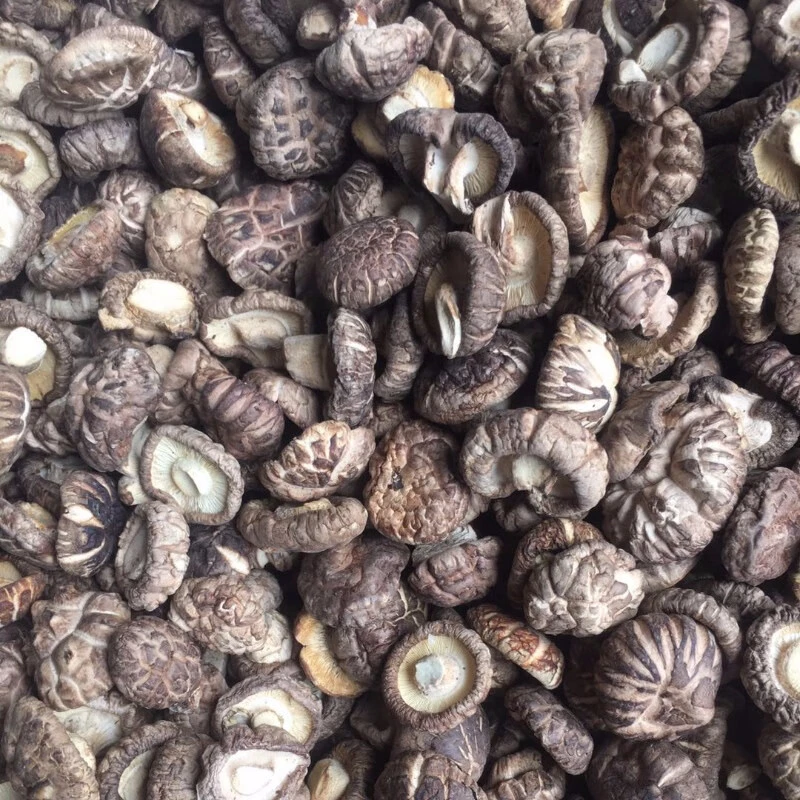 【老乡干货】小香菇