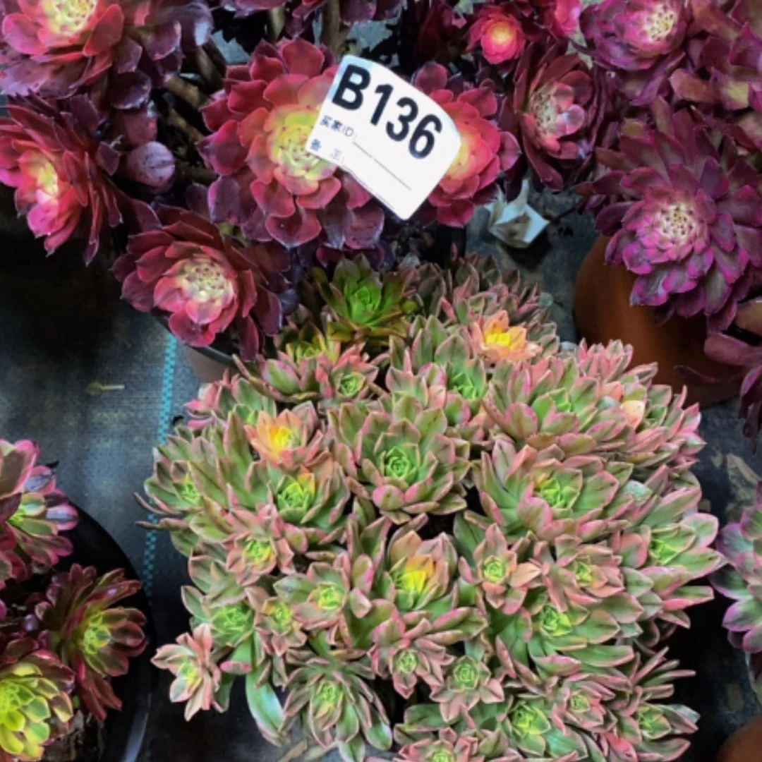 【闪购商品】花花？136