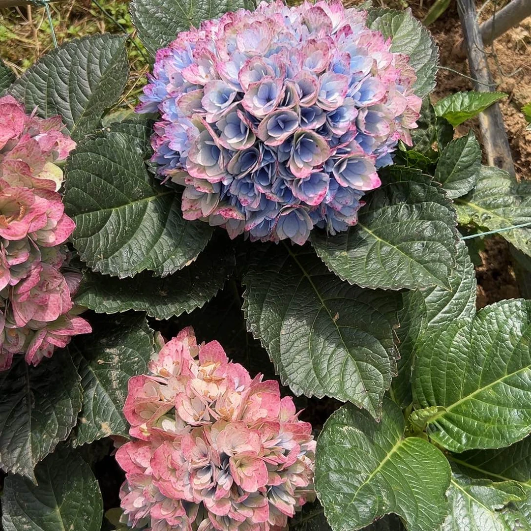 完全开放A39 绣球花两单包邮