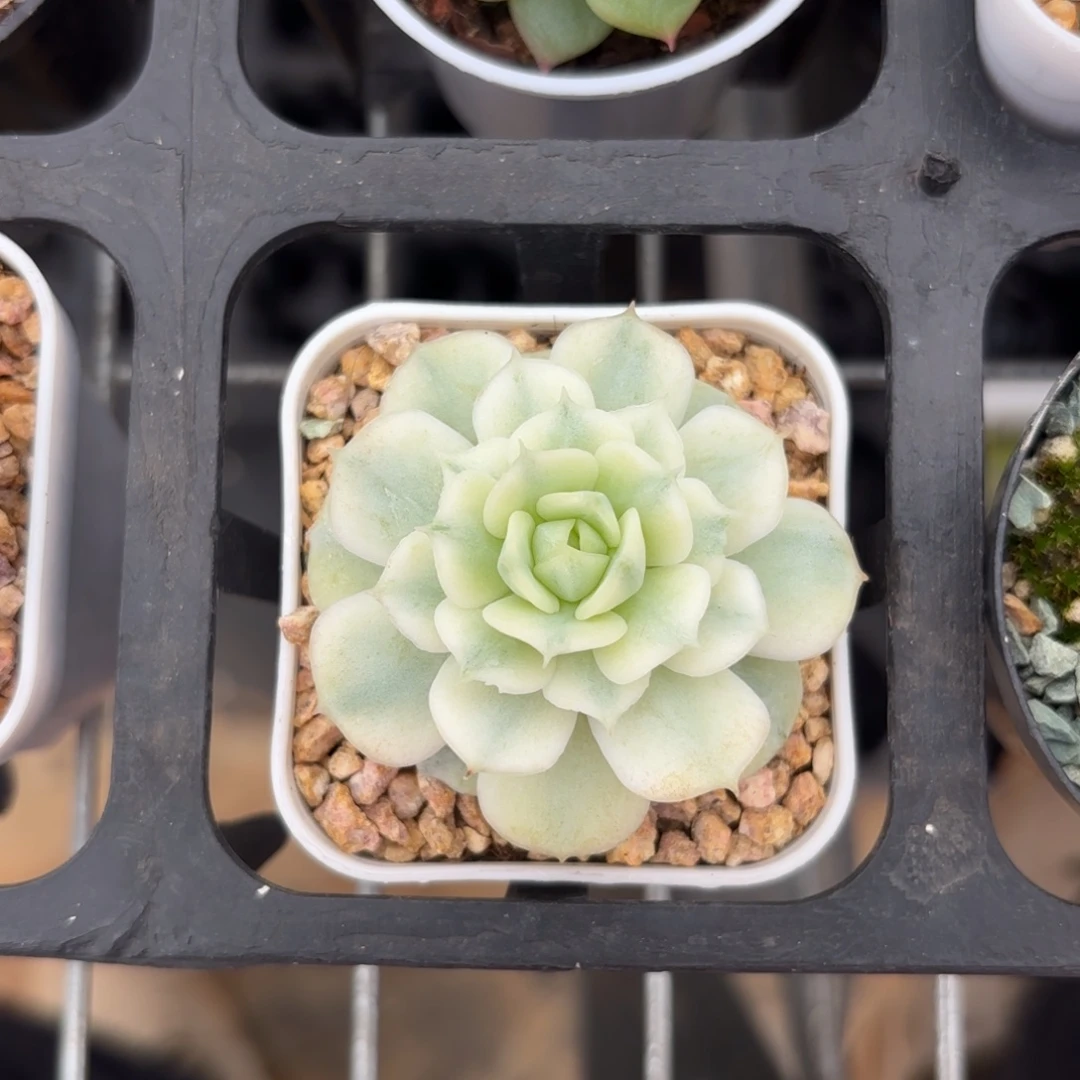 小静夜锦一物一拍