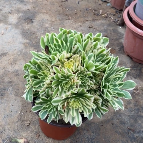 艳宁多肉植物045