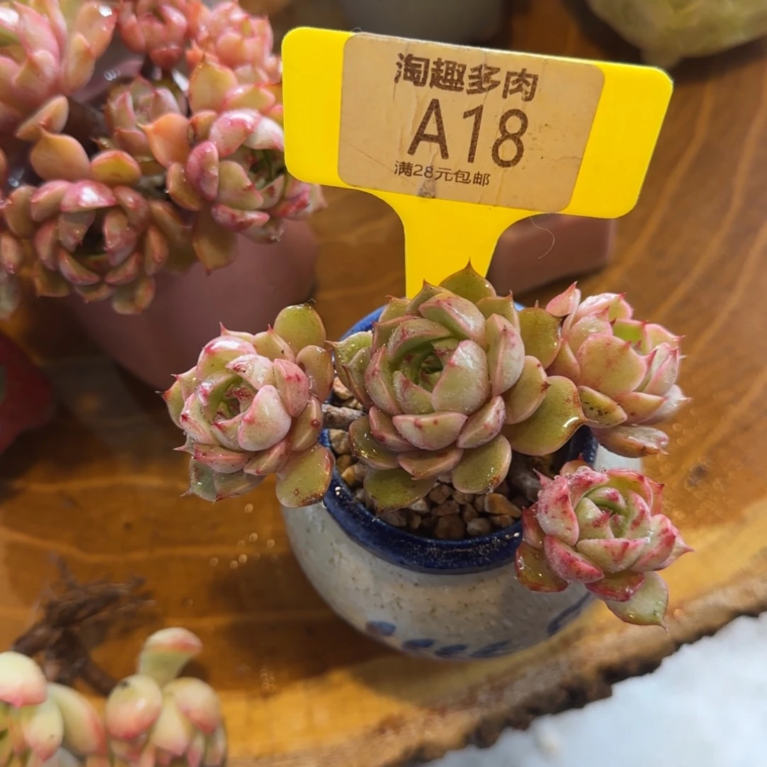 风**时多肉植物黄金苯巴蒂斯