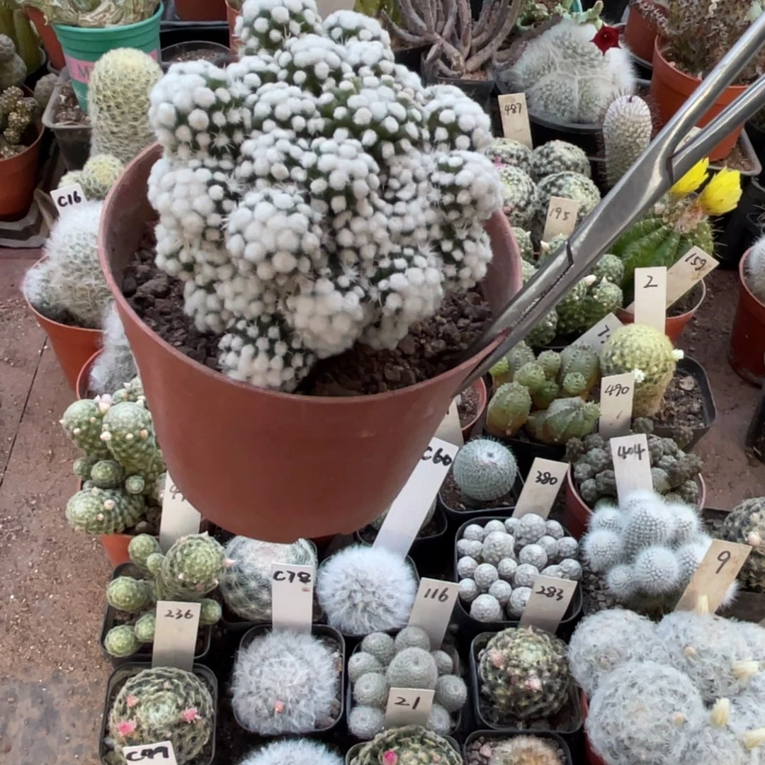 我***神多肉植物仙人球系列