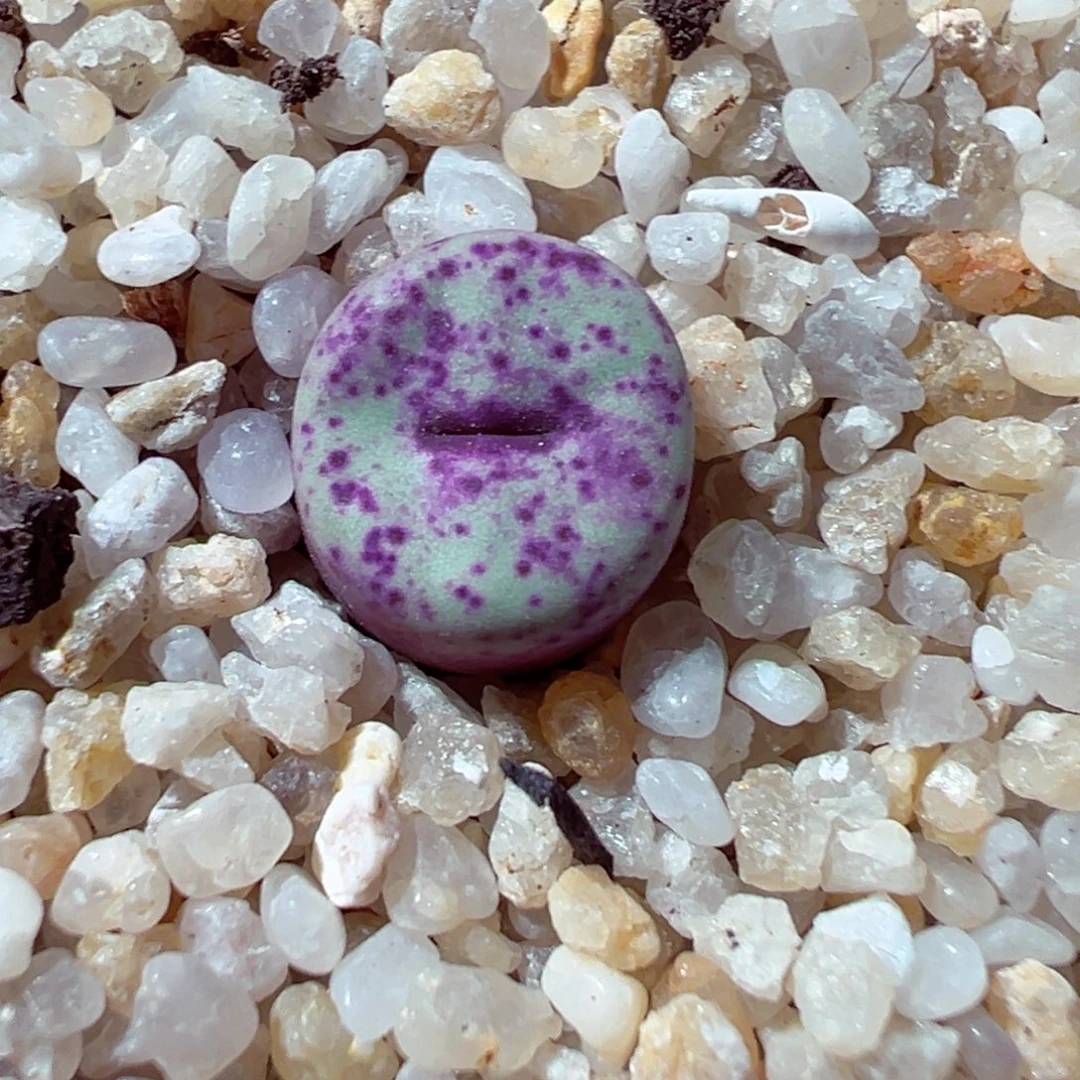 1214-159多肉多日红嘴