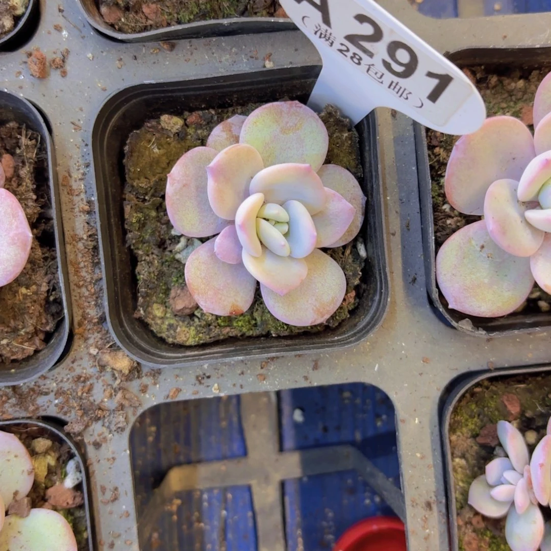 A291奶茶一物一拍