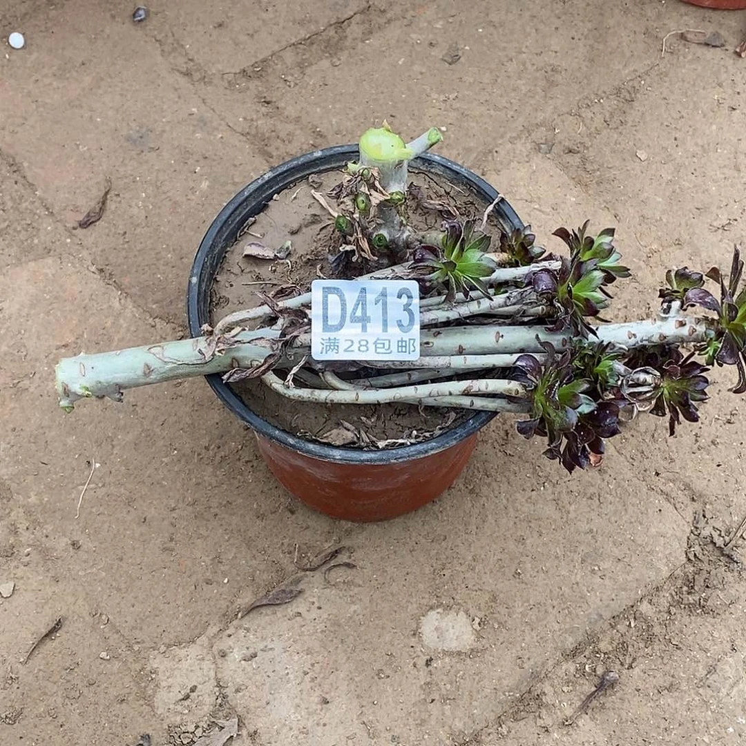 去***泰413 多肉植物不包断枝