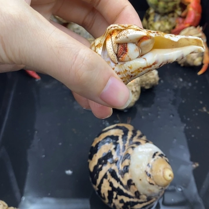 2.5口毛里求斯草莓